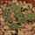 AZTEKIUM ritteri, 1 pot 6 cm