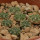 AZTEKIUM ritteri, 1 pot 6 cm