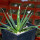 AGAVE albopilosa, clone 2 offset of mother plant, pot 7 cm