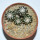 DISCOCACTUS horstii, 1 pot 6,5 cm
