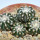 DISCOCACTUS horstii, 1 pot 6,5 cm
