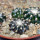 DISCOCACTUS horstii, 1 pot 6,5 cm