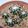 DISCOCACTUS horstii, 1 pot 6,5 cm