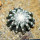 DISCOCACTUS horstii 3,2 cm, 1 pot 7 cm