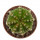 AZTEKIUM ritteri f. intercostatum GCG 10888, illustrative photo