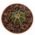 AZTEKIUM ritteri f. intercostatum GCG 10888, 1,6 cm