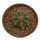 AZTEKIUM ritteri, 3,5 cm pot