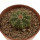 AZTEKIUM ritteri, 3,5 cm pot
