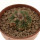 AZTEKIUM ritteri, 3,5 cm pot