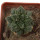 ARIOCARPUS fissuratus cv. Godzilla, pot 6 cm