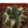 ARIOCARPUS fissuratus cv. Godzilla, pot 6 cm