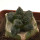 ARIOCARPUS fissuratus cv. Godzilla, pot 6 cm