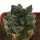 ARIOCARPUS fissuratus cv. Godzilla, pot 6 cm
