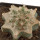 ASTROBERGIA (ASTROPHYTUM x LEUCHTENBERGIA)