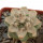 ASTROBERGIA (ASTROPHYTUM x LEUCHTENBERGIA)