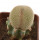 YAVIA cryptocarpa f. cristata, pot 6 cm