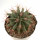 FEROCACTUS haematacanthus clone 2