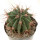 FEROCACTUS haematacanthus clone 2