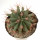 FEROCACTUS haematacanthus clone 2