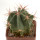 FEROCACTUS haematacanthus clone 1