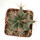 FEROCACTUS haematacanthus clone 1