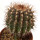 UEBELMANNIA buiningii, 5,5 cm, grafted SEEDLING !