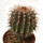 UEBELMANNIA buiningii, 5,5 cm, grafted SEEDLING !