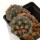 GYMNOCALYCIUM spegazzinii var. unguispinum SL 44b, mother plant, grafted SEEDLING