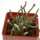 AVONIA quinaria ssp. quinaria, 1 pot 5 cm