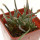 AVONIA quinaria ssp. quinaria, 1 pot 5 cm